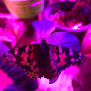 Meet your Posher, Alyson